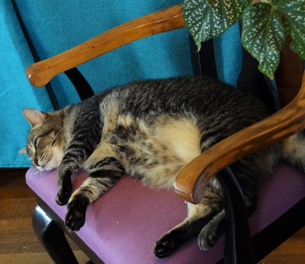 The One Cat Bed & Breakfast แบรตเทิลโบโร ภายนอก รูปภาพ