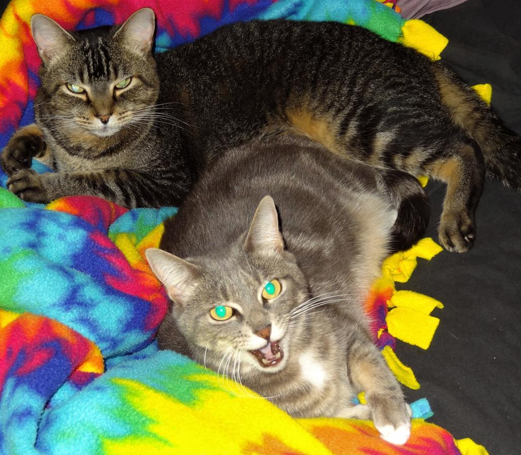The One Cat Bed & Breakfast แบรตเทิลโบโร ภายนอก รูปภาพ